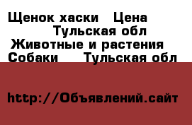 Щенок хаски › Цена ­ 4 000 - Тульская обл. Животные и растения » Собаки   . Тульская обл.